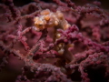   Pigmy seahorse Liberty Wreck Tulamben  